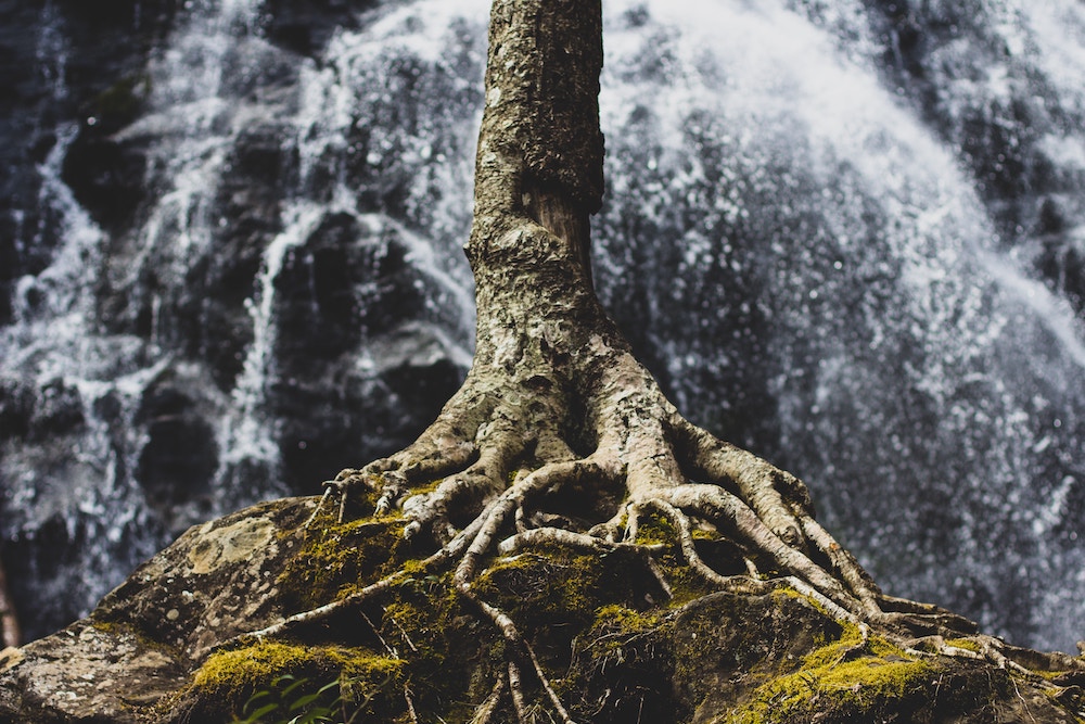 Tree Roots in front of Waterfall
